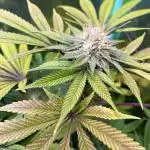 Eternity cup grow