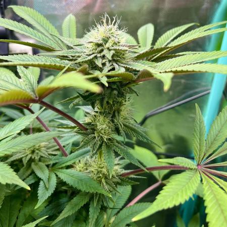 Eternity cup grow