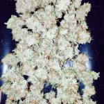 Quest for trichomes 