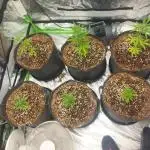 Grandpa's garden