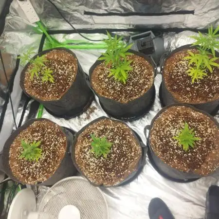 Grandpa's garden