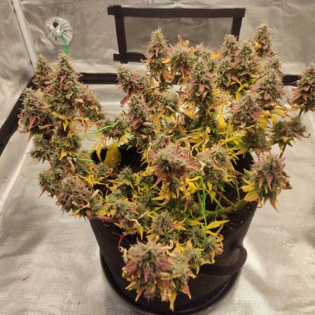 CBDV auto