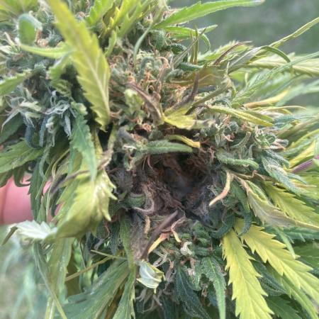 CBD auto 20:1 outdoor