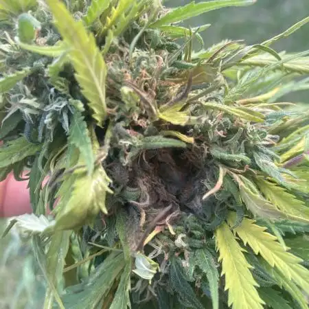 CBD auto 20:1 outdoor