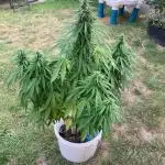 CBD auto 20:1 outdoor