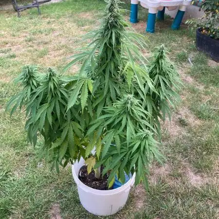 CBD auto 20:1 outdoor