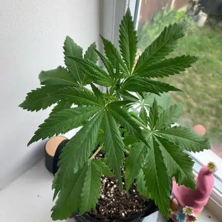 CBD auto 20:1 outdoor