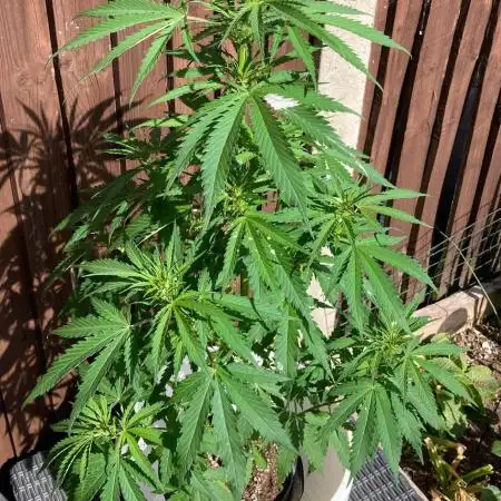 CBD auto 20:1 outdoor
