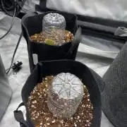 First Coco Grow Outdoors