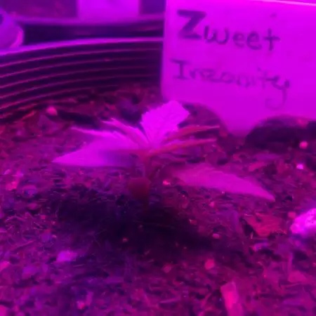 1st Ethos Run (indoor (tent,) FxFm, LED)