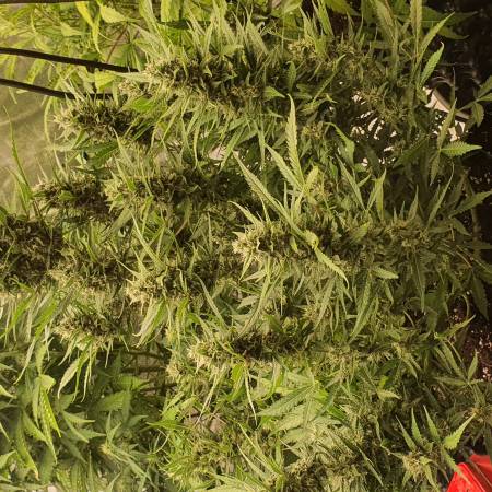 Sweet Zenzation XL AUTO 2