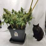 Barney's Babe Shiskaberry