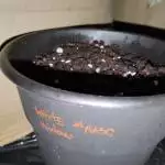 White widow 