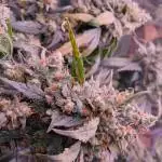 Chem d auto 