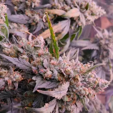 Chem d auto 