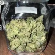 RQS Critical + White Widow