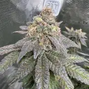 RQS Critical + White Widow