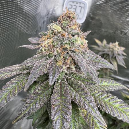 RQS Critical + White Widow