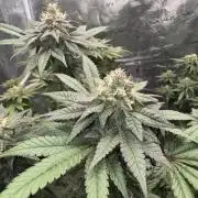 RQS Critical + White Widow