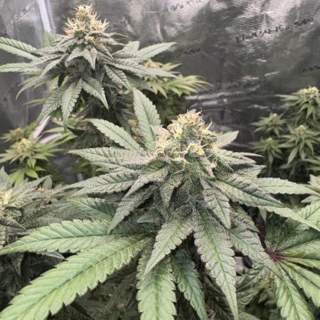 RQS Critical + White Widow
