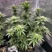 RQS Critical + White Widow