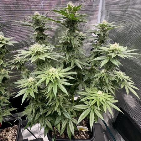 RQS Critical + White Widow