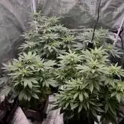 RQS Critical + White Widow