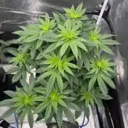 RQS Critical + White Widow