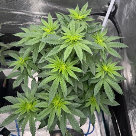 RQS Critical + White Widow