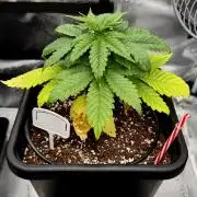RQS Critical + White Widow