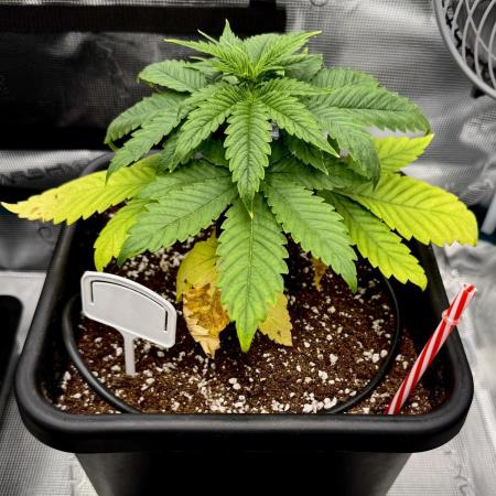 RQS Critical + White Widow