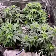 RQS Critical + White Widow