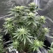 RQS Critical + White Widow