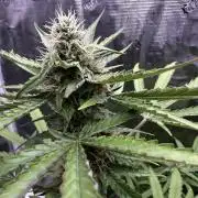 Bruce Banner 4