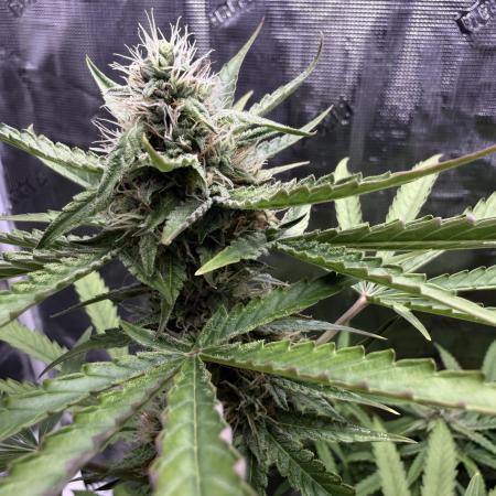 Bruce Banner 4