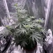 Bruce Banner 4