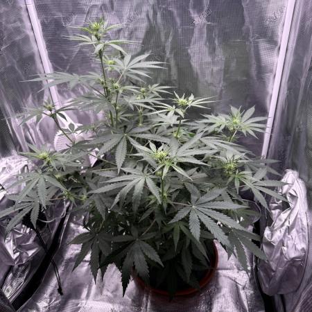 Bruce Banner 4