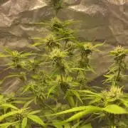 Gorilla grape cookies auto