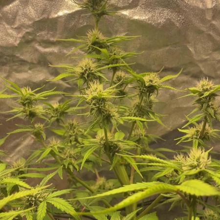 Gorilla grape cookies auto
