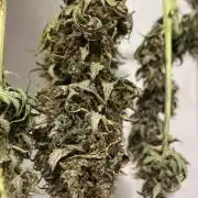 Banana punch!