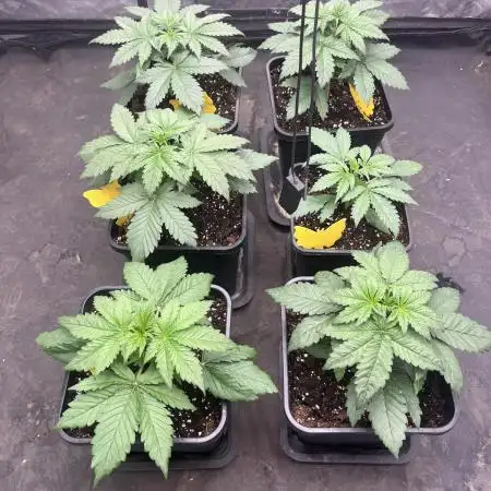 Banana punch!