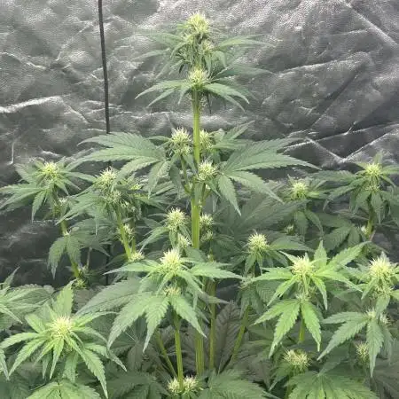 Banana punch!