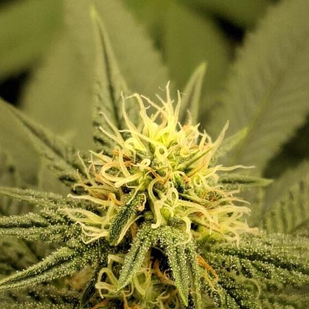 Green House Seeds - First Time