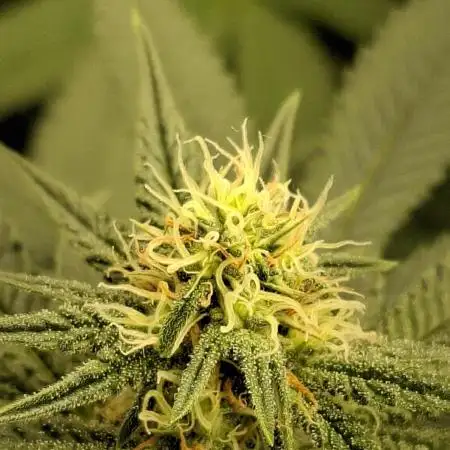 Green House Seeds - First Time