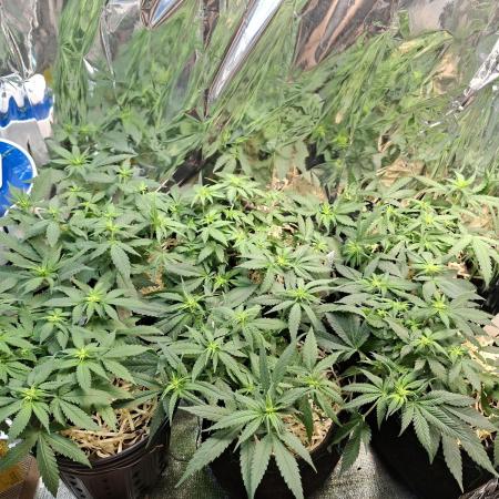 Green House Seeds - First Time