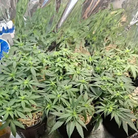 Green House Seeds - First Time