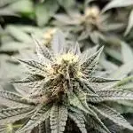 Green House Seeds - First Time