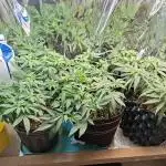 Green House Seeds - First Time
