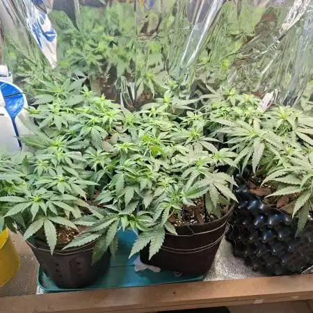 Green House Seeds - First Time