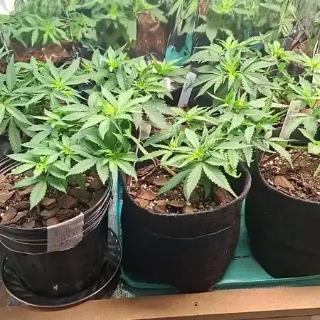 Green House Seeds - First Time